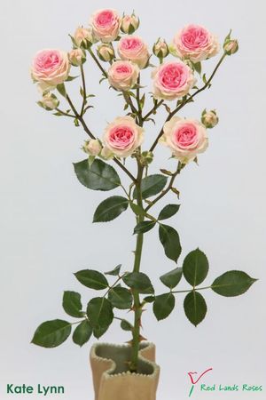 ROSE BR. KATE LYNN 50